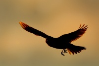 Skrivan polni - Alauda arvensis - Sky Lark 1331